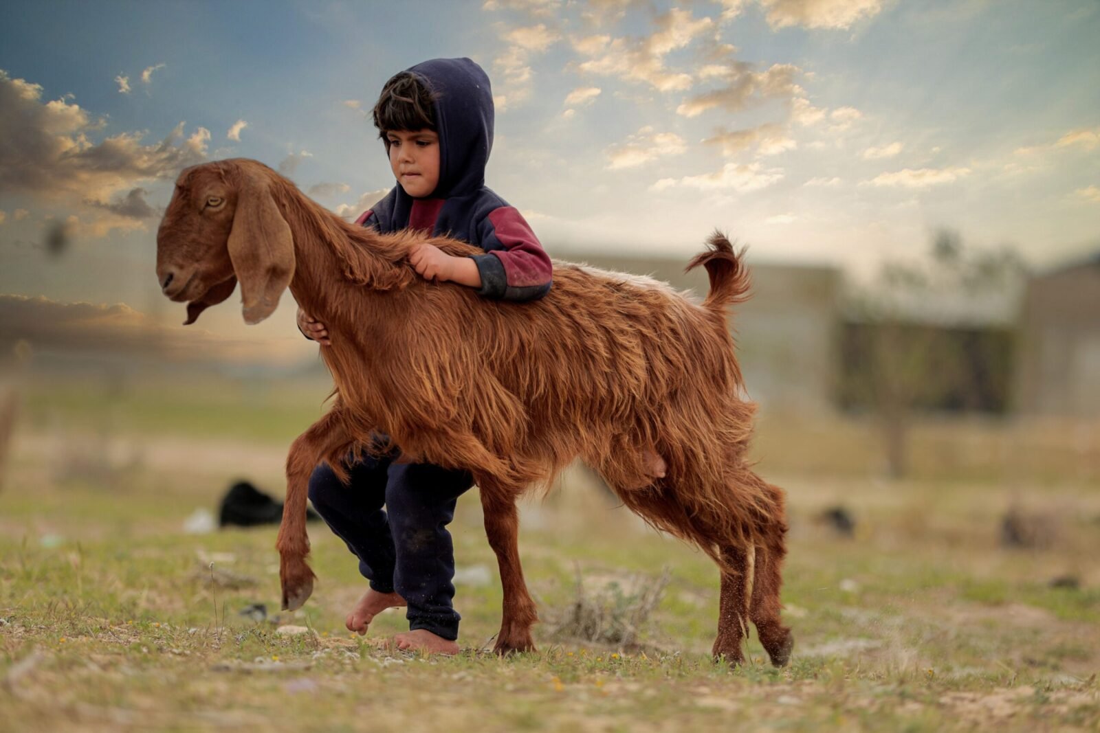 A young child in Gaza is seen outdoors embracing a goat under a cloudy sky.