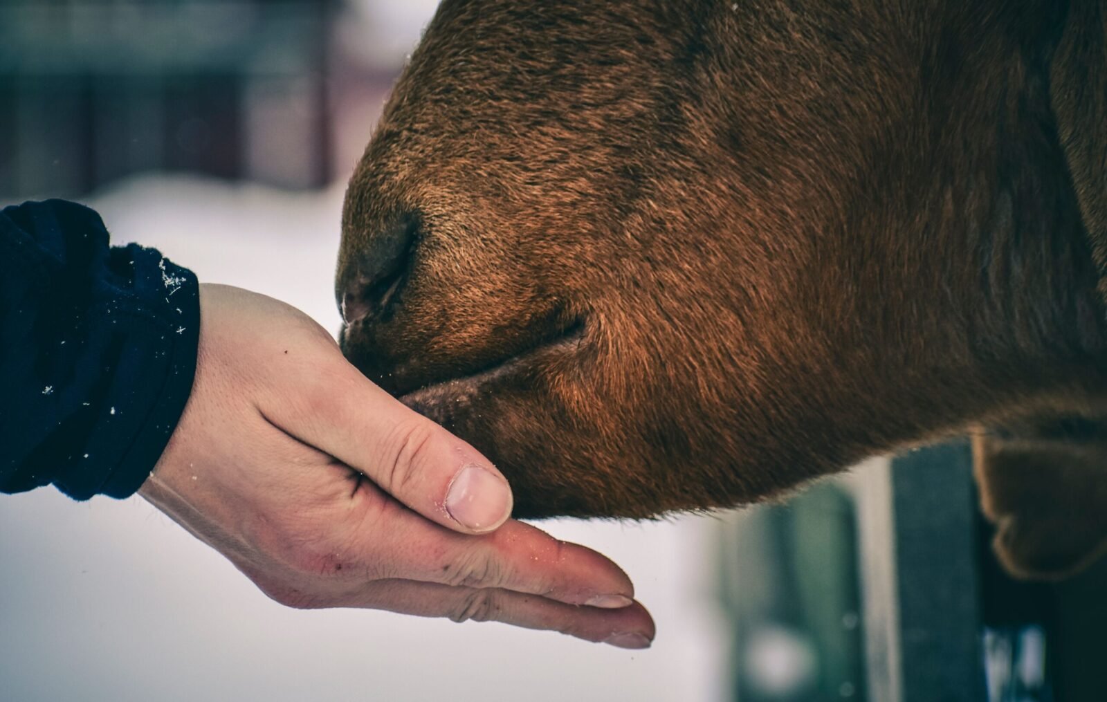 Side view of crop male giving food with hand to brown cattle behind fence on winter day