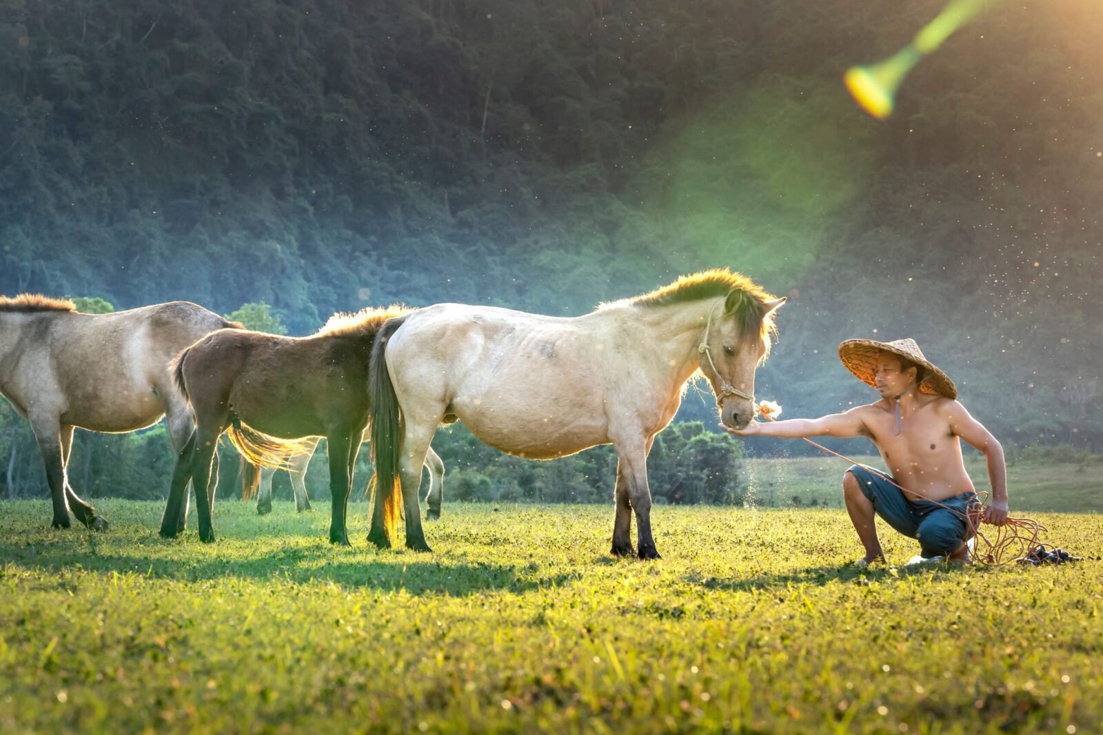 A shirtless farmer kneels on a sunlit field, feeding a horse while wearing a straw hat.